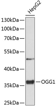 Anti-OGG1 Antibody (CAB2268)