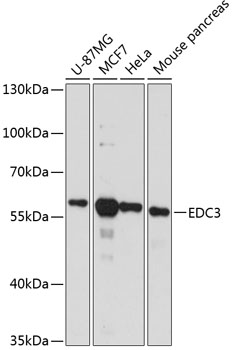 Anti-EDC3 Antibody (CAB13763)