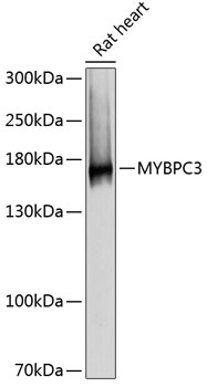 Anti-MYBPC3 Antibody (CAB12351)