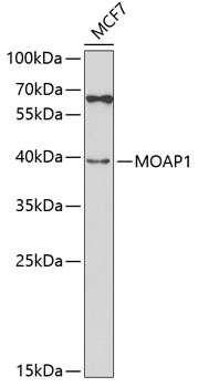 Anti-MOAP1 Antibody (CAB5759)