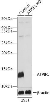 Anti-ATPIF1 Antibody [KO Validated] (CAB19946)