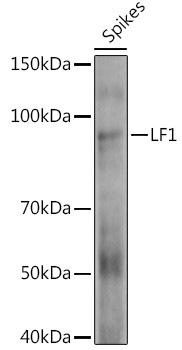 Western blot analysis of extracts of various tissues from the japonica rice (Oryza sativa L. ) variety Zhonghua 11, using LF1 antibody at 1:1000 dilution. Secondary antibody: HRP Goat Anti-Rabbit IgG (H+L) at 1:10000 dilution. Lysates/proteins: 25ug per lane. Blocking buffer: 3% nonfat dry milk in TBST. Detection: ECL Enhanced Kit. Exposure time: 60s.