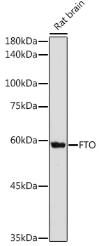 Anti-FTO Antibody (CAB1438)