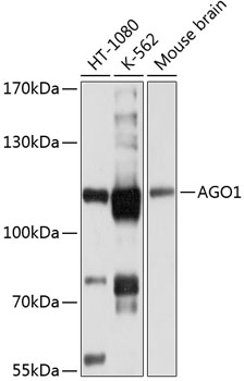 Anti-AGO1 Antibody (CAB6022)