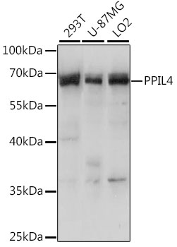 Anti-PPIL-4 Antibody (CAB15920)