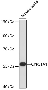 Anti-CYP51A1 Antibody (CAB13485)