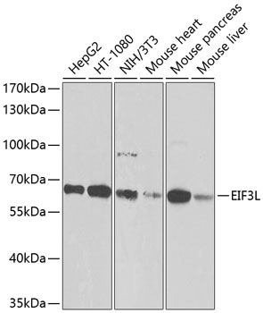 Anti-EIF3L Polyclonal Antibody (CAB9972)