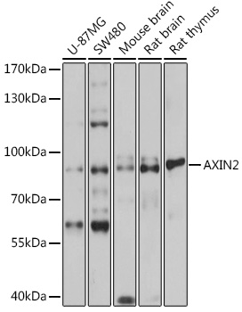 Anti-AXIN2 Antibody (CAB2513)