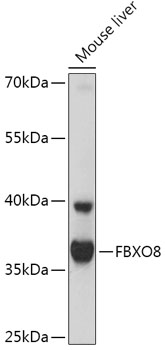 Anti-FBXO8 Antibody (CAB17681)