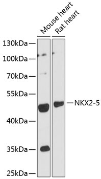 Anti-NKX2-5 Antibody (CAB12688)