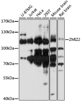 Anti-ZMIZ2 Antibody (CAB17301)