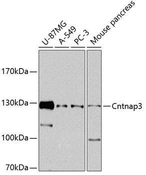 Anti-CNTNAP3 Antibody (CAB8515)