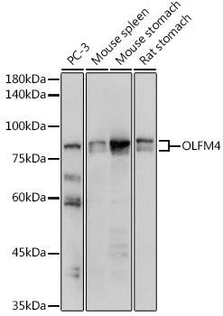 Anti-OLFM4 Antibody (CAB15387)