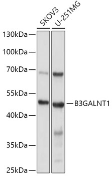 Anti-B3GALNT1 Antibody (CAB7755)