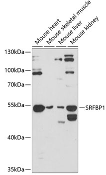 Anti-SRFBP1 Polyclonal Antibody (CAB8856)