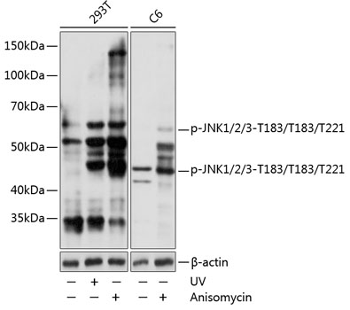 Anti-Phospho-JNK1/2/3-T183/T183/T221 mAb Antibody (CABP0631)