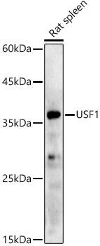 Western blot analysis of extracts of Rat spleen, using USF1 antibody at 1:500 dilution. Secondary antibody: HRP Goat Anti-Rabbit IgG (H+L) at 1:10000 dilution. Lysates/proteins: 25ug per lane. Blocking buffer: 3% nonfat dry milk in TBST. Detection: ECL Basic Kit. Exposure time: 180s.