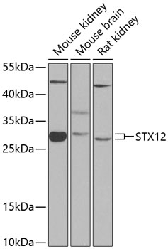 Anti-Syntaxin-12 Polyclonal Antibody (CAB8200)