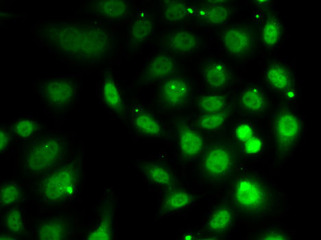 Anti-DR1 Antibody (CAB6903)