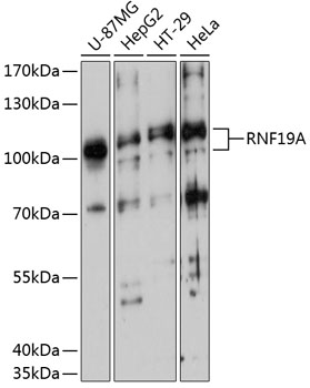 Anti-RNF19A Antibody (CAB12036)