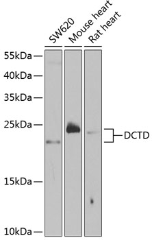 Anti-DCTD Antibody (CAB5889)
