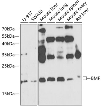 Anti-BMF Antibody (CAB5796)