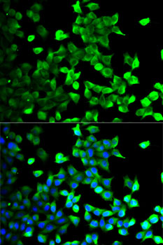 Anti-FLOT1 Antibody (CAB6220)