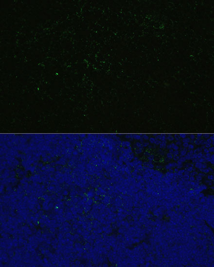 Anti-CD4 Antibody (CAB0362)