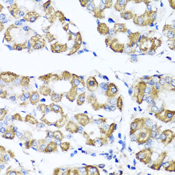 Anti-SHMT1 Antibody (CAB7727)