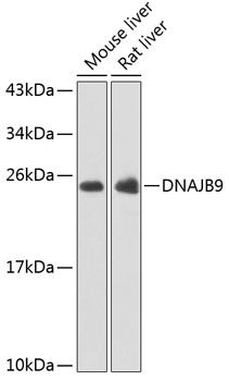 Anti-DNAJB9 Antibody (CAB7494)