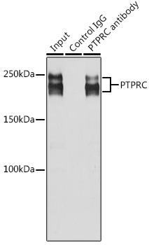 Anti-PTPRC Antibody (CAB0372)