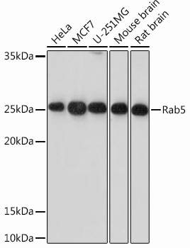 Anti-Rab5 Antibody