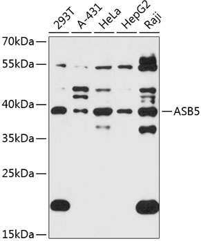 Anti-ASB5 Antibody (CAB14449)