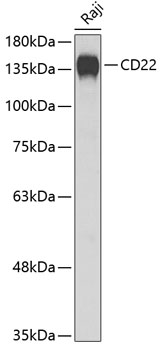 Anti-CD22 Antibody (CAB5790)