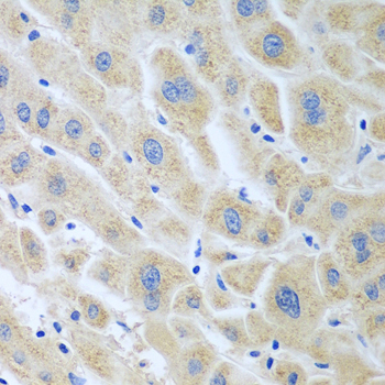 Anti-BLVRB Antibody (CAB7260)