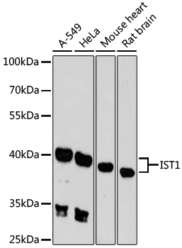 Anti-IST1 Polyclonal Antibody (CAB9401)