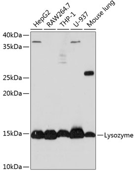 Anti-Lysozyme Antibody