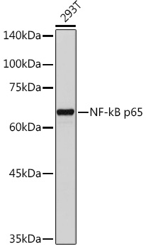 Anti-NF-kB p65 Antibody (CAB11204)