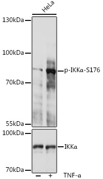 Phospho-IKKa-S176 pAb (CABP0505)