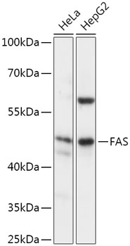 Anti-FAS Antibody (CAB2639)