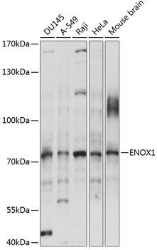 Anti-ENOX1 Antibody (CAB14282)