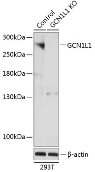 Anti-GCN1L1 Antibody [KO Validated] (CAB19851)
