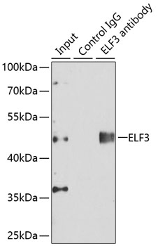 Anti-ELF3 Antibody (CAB13489)