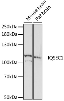 Anti-IQSEC1 Antibody (CAB16725)