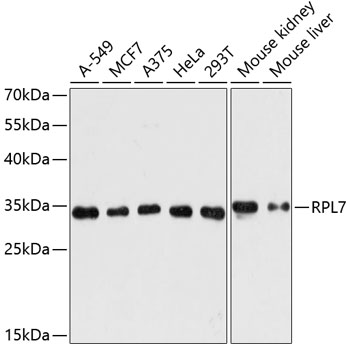 Anti-RPL7 Antibody (CAB5932)