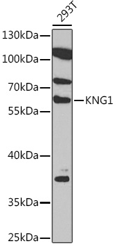 Anti-KNG1 Antibody (CAB13919)