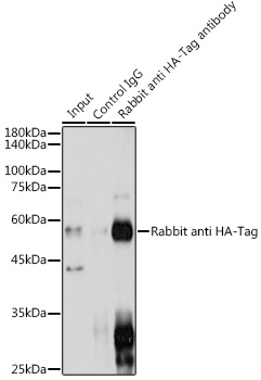 Anti-Rabbit anti HA-Tag Polyclonal Antibody (CABE036)