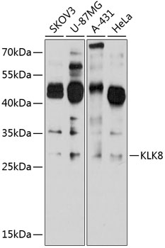 Anti-Kallikrein-8 Polyclonal Antibody (CAB8975)