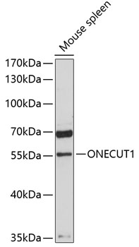 Anti-ONECUT1 Polyclonal Antibody (CAB9668)