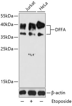 Anti-DFFA Antibody (CAB12431)